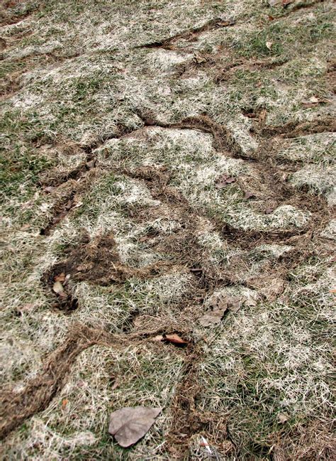 9 Tips For Preventing Vole Damage In The Landscape | WisContext