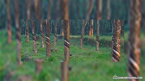 Rubber Plantation in Kerala - Sarkari Yojana