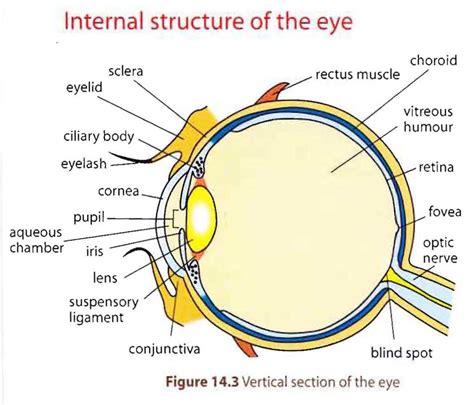 The Poor Design of the Human Eye – The Human Evolution Blog