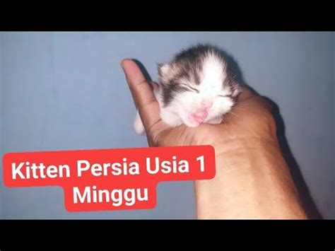 Bayi Kucing Persia Sedang Menangis | Kitten Persian Usia 1 minggu - YouTube