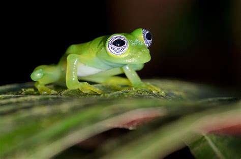 Ghost Glass Frog Facts and Pictures