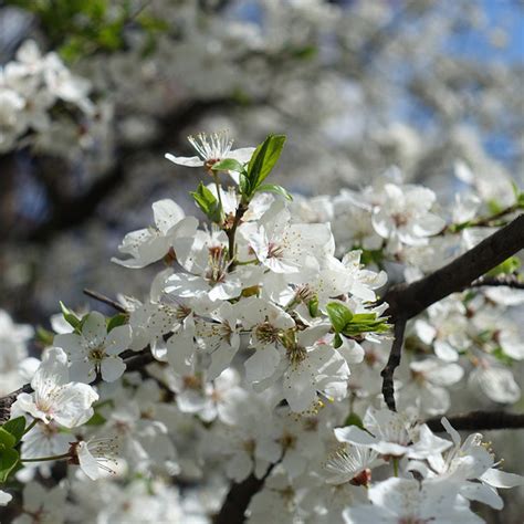 Satsuma Plum Trees for Sale – FastGrowingTrees.com