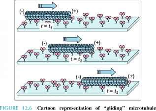 Kinesin Takes One 8nm Step per ATP Molecule Hydrolyzed - Isotope Effects