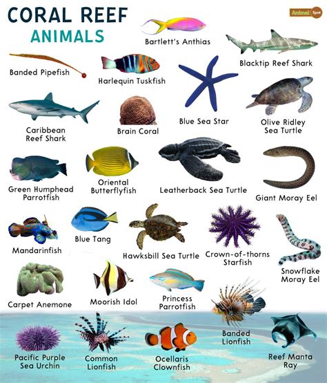 Coral Reef Animals – Facts, List, Pictures