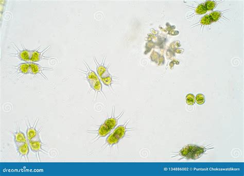 Freshwater Aquatic Plankton Under Microscope View Stock Image ...