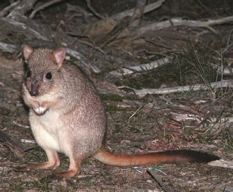 Woylie (Brush-tailed Bettong) - Shark Bay