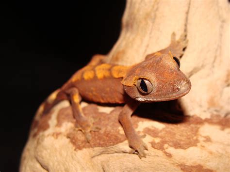 Crested Gecko (Rhacodactylus ciliatus) - Facts and Pictures