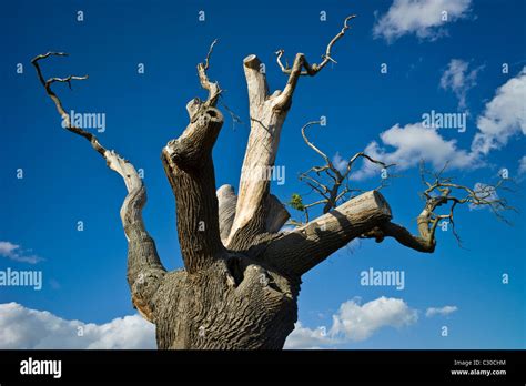 Dying oak tree in Oxfordshire, England Stock Photo - Alamy