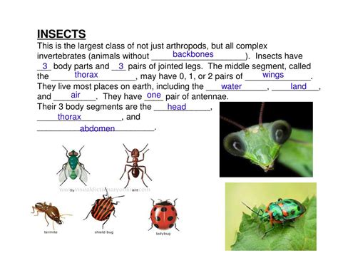 PPT - Arthropods PowerPoint Presentation, free download - ID:5566570