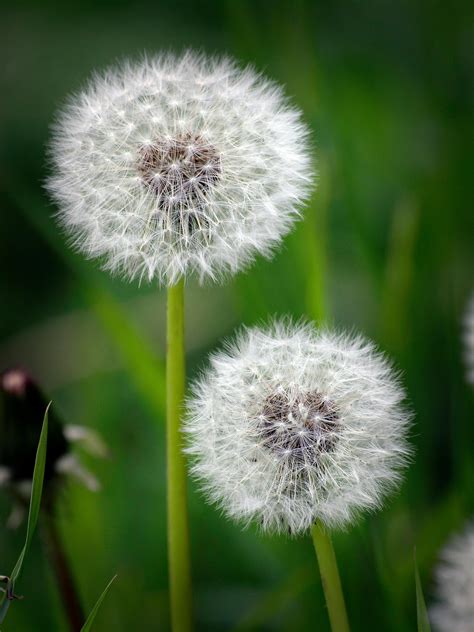 Dandelion Flower · Free Stock Photo