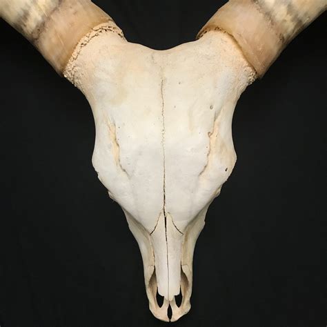 Stunning Watusi skull, fabulous horns, available for purchase at natur