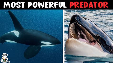 Why are Killer Whales the Strongest Predator on Earth? - YouTube