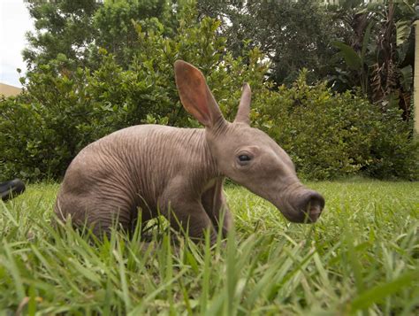 Baby aardvark born at Busch Gardens in Tampa - Orlando Sentinel