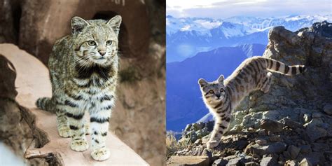 Top Andean Cats Fun Facts | Blog - Cattitude