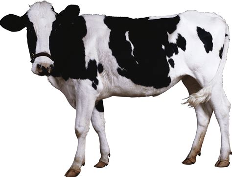 cow png – pictures of cows to print – Six0wllts