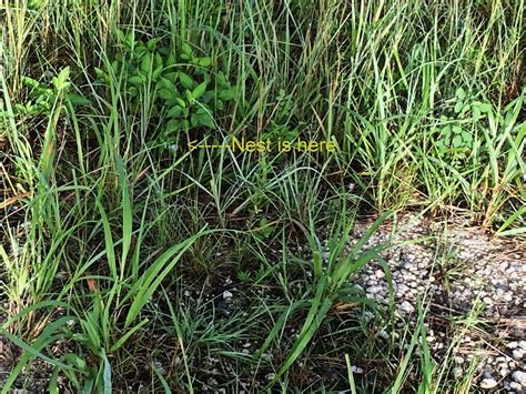 Nest of Common Ground-Dove 20140817 | Nest of Common Ground-… | Flickr