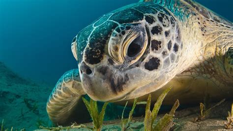 turtle, Animals, Underwater Wallpapers HD / Desktop and Mobile Backgrounds