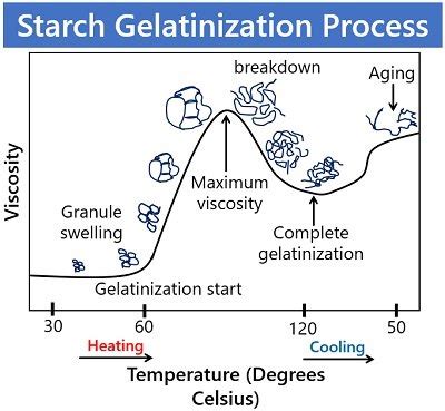 What is Starch Gelatinization? Definition, Process & Factors Affecting ...