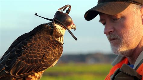 Hunting with a Passage Peregrine Falcon in South Carolina - YouTube