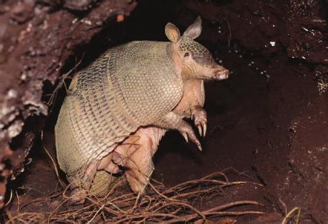 Different Types Of Armadillo