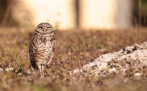 Owls In Kansas: 8 Sunflower State Species To Look For