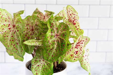 Caladium Plant Care: How to Grow Caladium Indoors