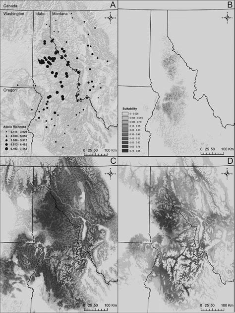 Projected suitable habitat for A. montanus derived from our SDM. (A ...