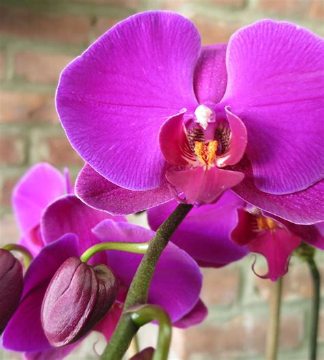 Types Of Purple Orchids