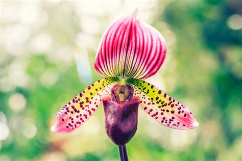 Lovely and Delicate, Lady Slipper Orchids – OrchidRepublic