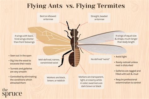 Flying Ants Vs Termites