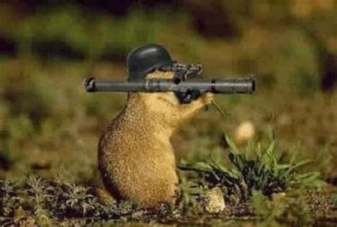 gun gerbil Memes - Imgflip