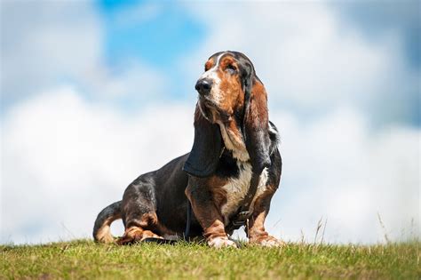 Basset Hound: Pet Profile (Breed Overview) | Dutch