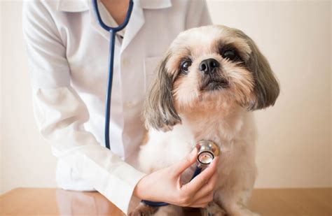 Pros and cons of becoming a vet - PetProfessional