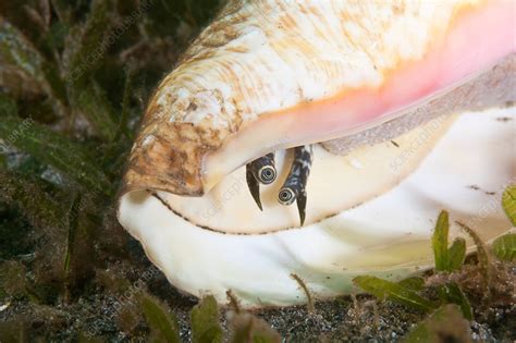 Queen Conch eyes - Stock Image - C025/1047 - Science Photo Library