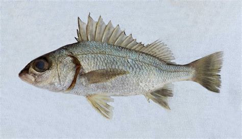 Grunt Family Photographs, and Information – Haemulidae | Mexico – Fish ...