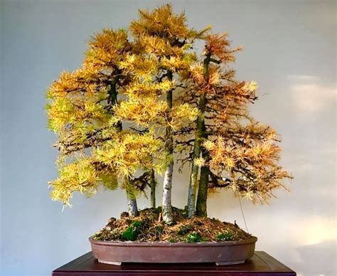 Larch Forest, Twenty Years from Zero | Bonsai Bark