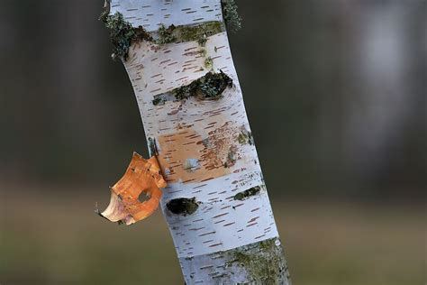 "Paper Birch Tree Bark" by Jeff McArthur | Redbubble