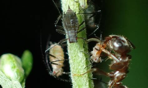 Ants And Aphids Are Friends With Benefits – Asian Scientist Magazine