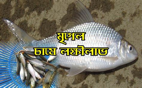 Mrigal Fish Farming: বর্ষায় ধান জমিতে মৃগেল মাছ চাষে হন লাভবান