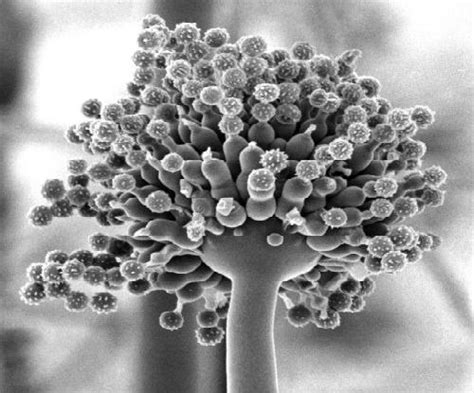 ASPERGILLUS, the most common Mold Spore | Mold Awareness