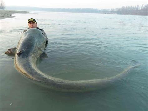 Wels Catfish - World's Largest Freshwater Predator