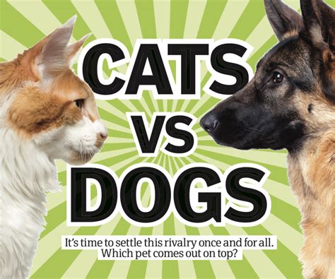 Dog Day Vs Cat Day - Cat Meme Stock Pictures and Photos