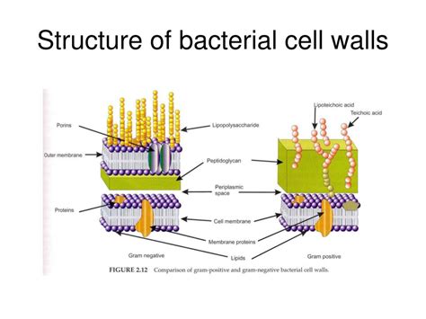 Bacteria With Cell Wall