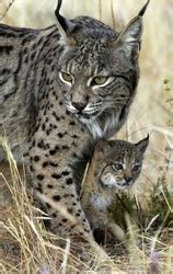 Photo Gallery - Lynx Conservation