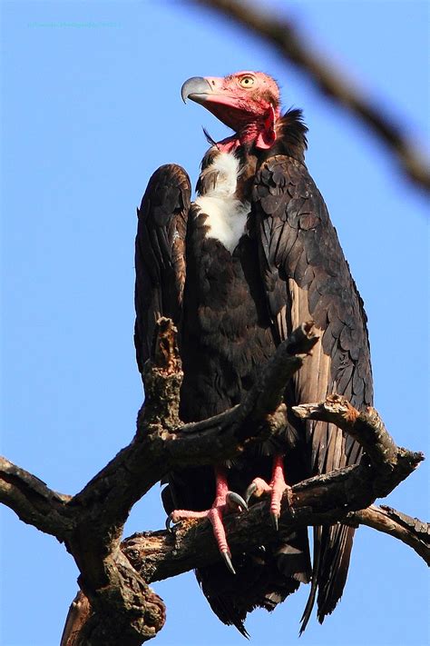 Red-Headed Vulture (Sarcogyps calvus) - Old World Vulture - AKA Asian ...