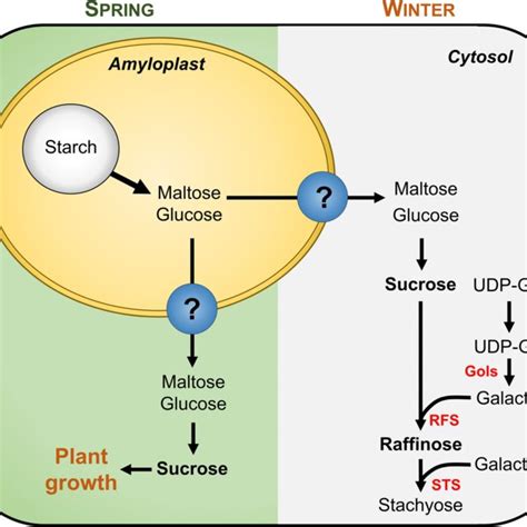 Long-distance transport of photoassimilates and starch synthesis in ...