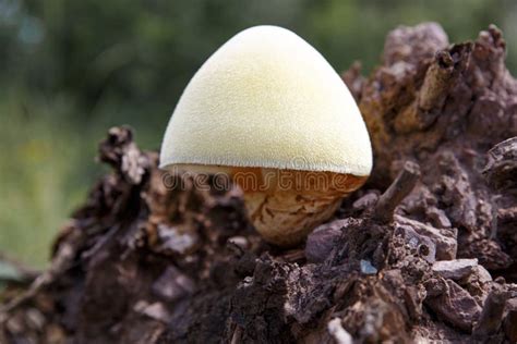 Tree Mushrooms. Silky Edible Plate Mushroom Volvariella Bombycina ...