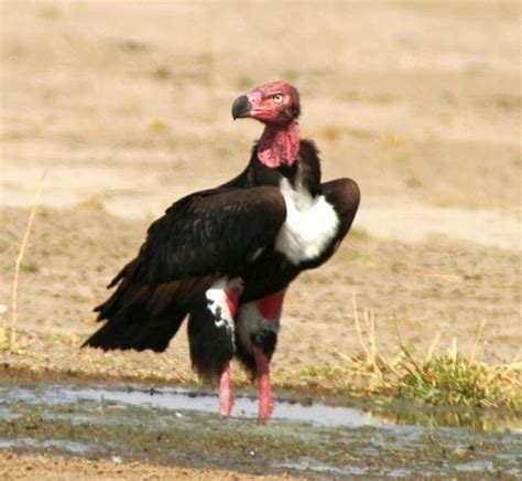 Endangered Animals: Red Headed Vulture