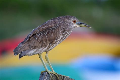 Black-crowned Night-Heron | Audubon Field Guide