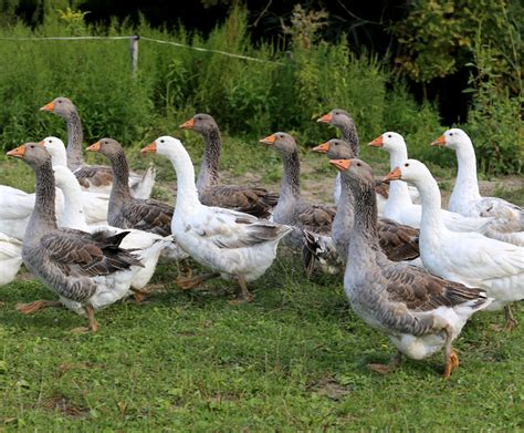 Guide to Domestic Goose Breeds - Backyard Poultry